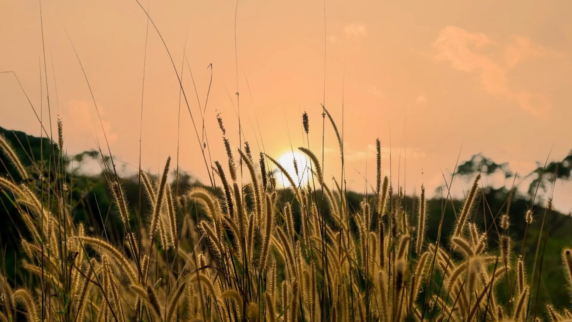 Resort Song Of The Trees Nature Stay Kutitkanam By Lexstays Pīrmed Hindistan