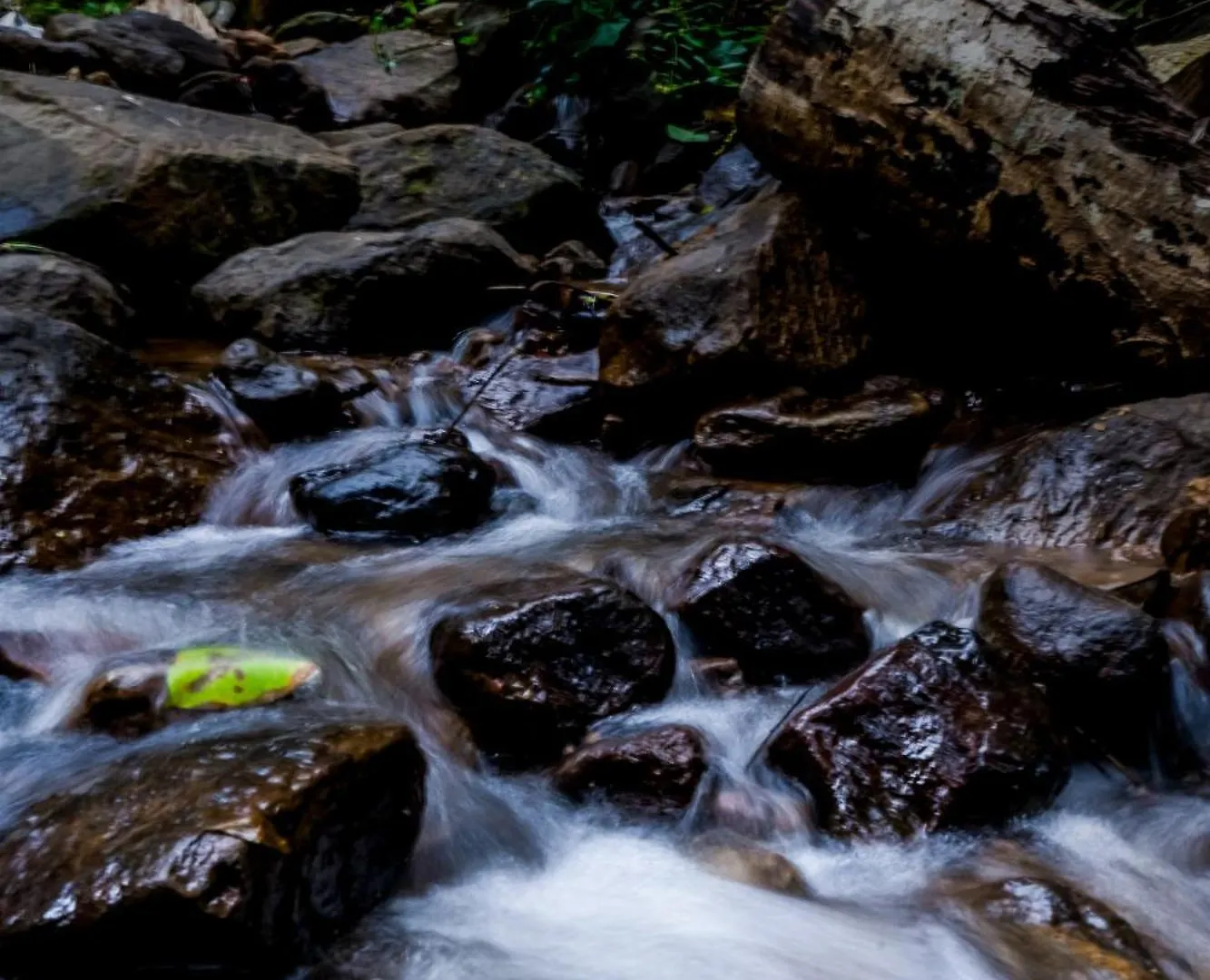 Resort Song Of The Trees Hotel Idukki